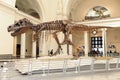 Tyrannosaurus Rex Sue at Field Museum in Chicago Royalty Free Stock Photo